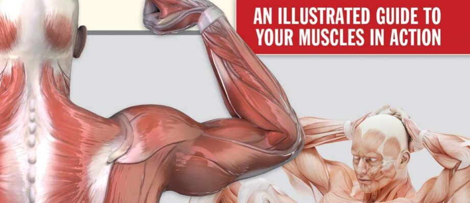 New Anatomy for Strength & Fitness Training: An Illustrated Guide to Your Muscles in Action Including Exercises Used in CrossFit (R), P90X (R), and Other Popular Fitness Programs (IMM Lifestyle Books)